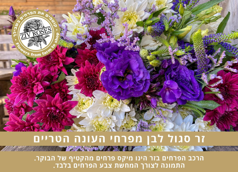 זר סגול לבן בחירת המעצב (תמונה להמחשה)